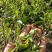 精品普洱茶散茶全国可发价格优惠茶香浓厚