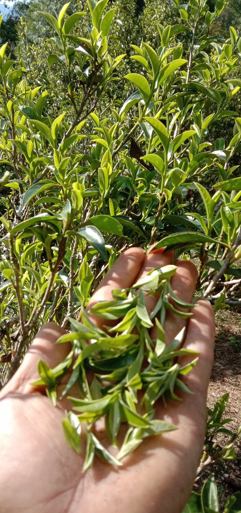 精品普洱茶散茶全国可发价格优惠茶香浓厚