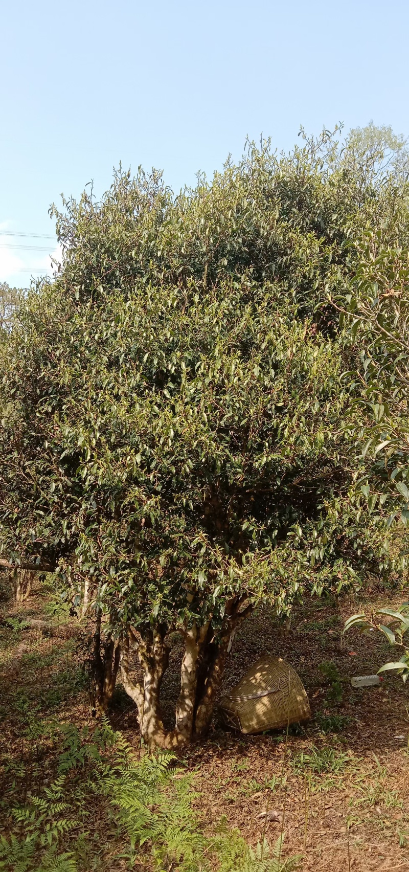 精品普洱茶散茶全国可发价格优惠茶香浓厚