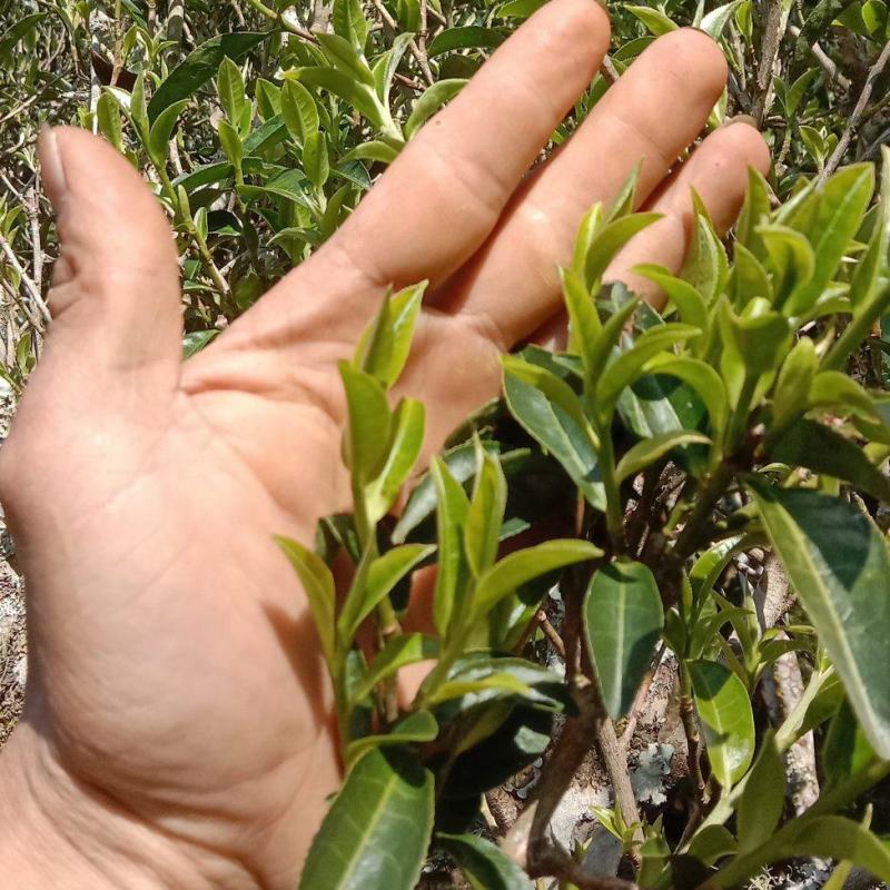精品普洱茶散茶全国可发价格优惠茶香浓厚