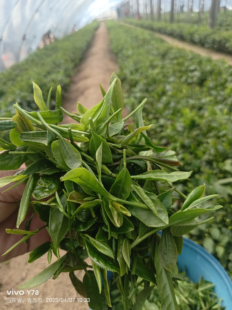 豆香茶味，回味无穷