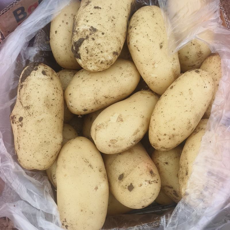 精品土豆，工厂货，电商货，淀粉货，地头装货，产地直发