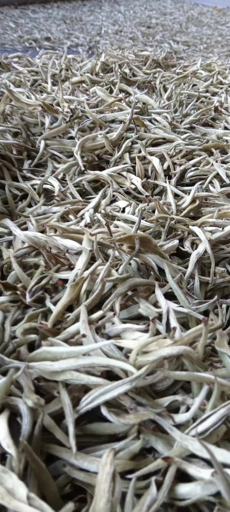 精品白豪银针源头产地全国可发对接各大商超