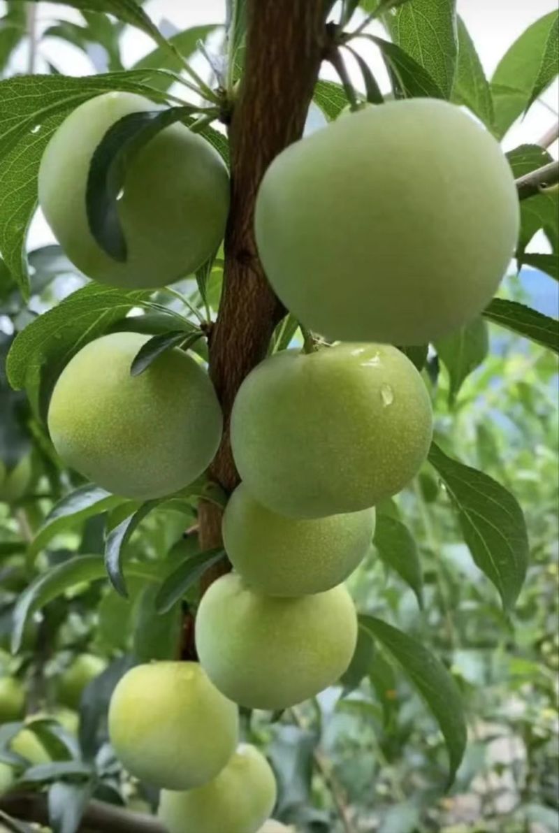 正宗四川早熟青脆李四月李