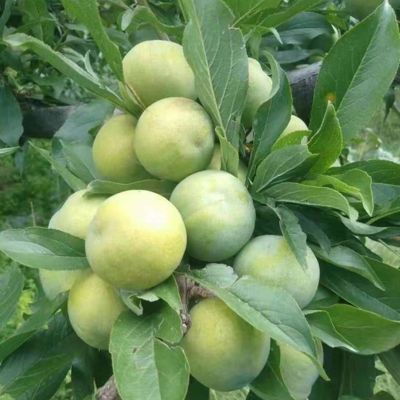 正宗四川早熟青脆李四月李