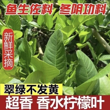 当天采摘广东香水柠檬新鲜叶子，鱼生，刺身，冬阴功汤料