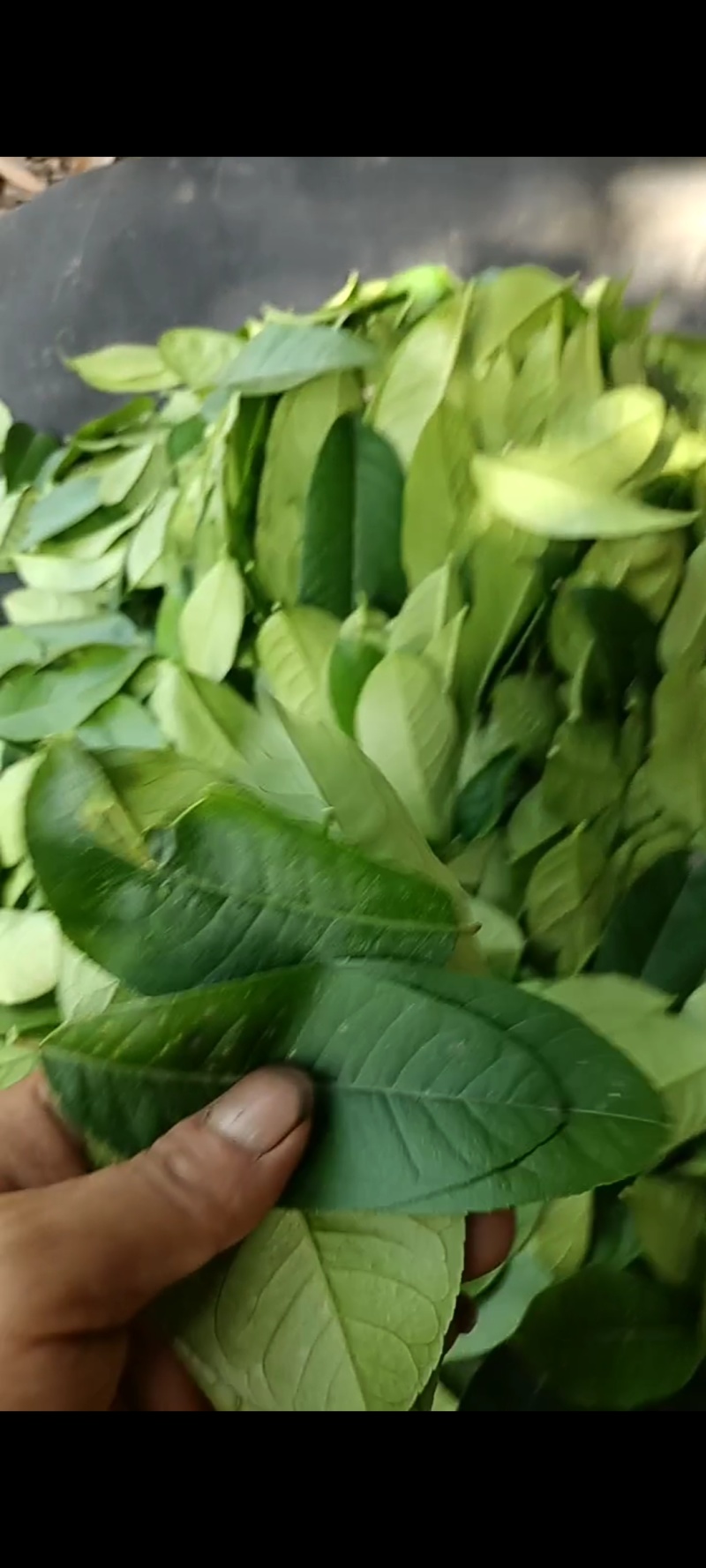 当天采摘广东香水柠檬新鲜叶子，鱼生，刺身，冬阴功汤料