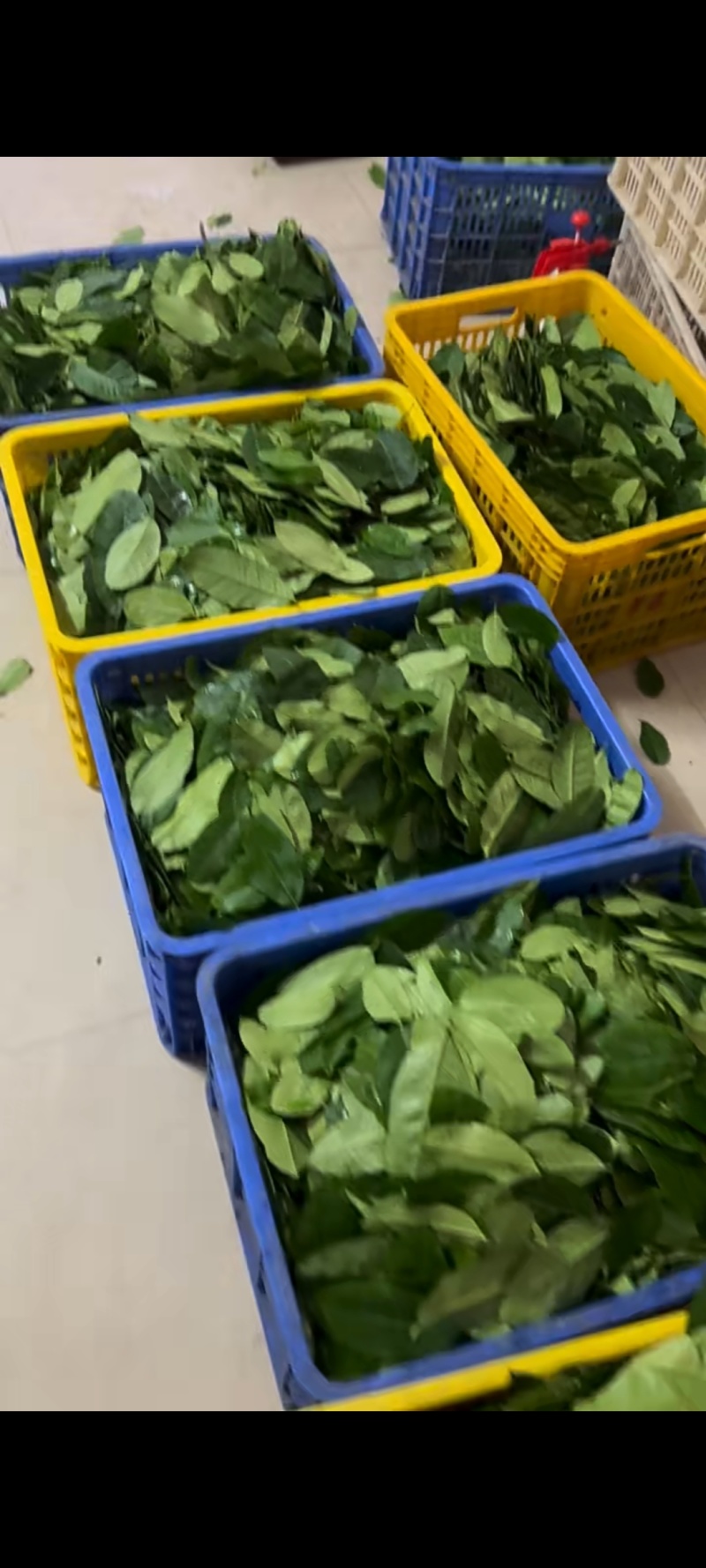 当天采摘广东香水柠檬新鲜叶子，鱼生，刺身，冬阴功汤料