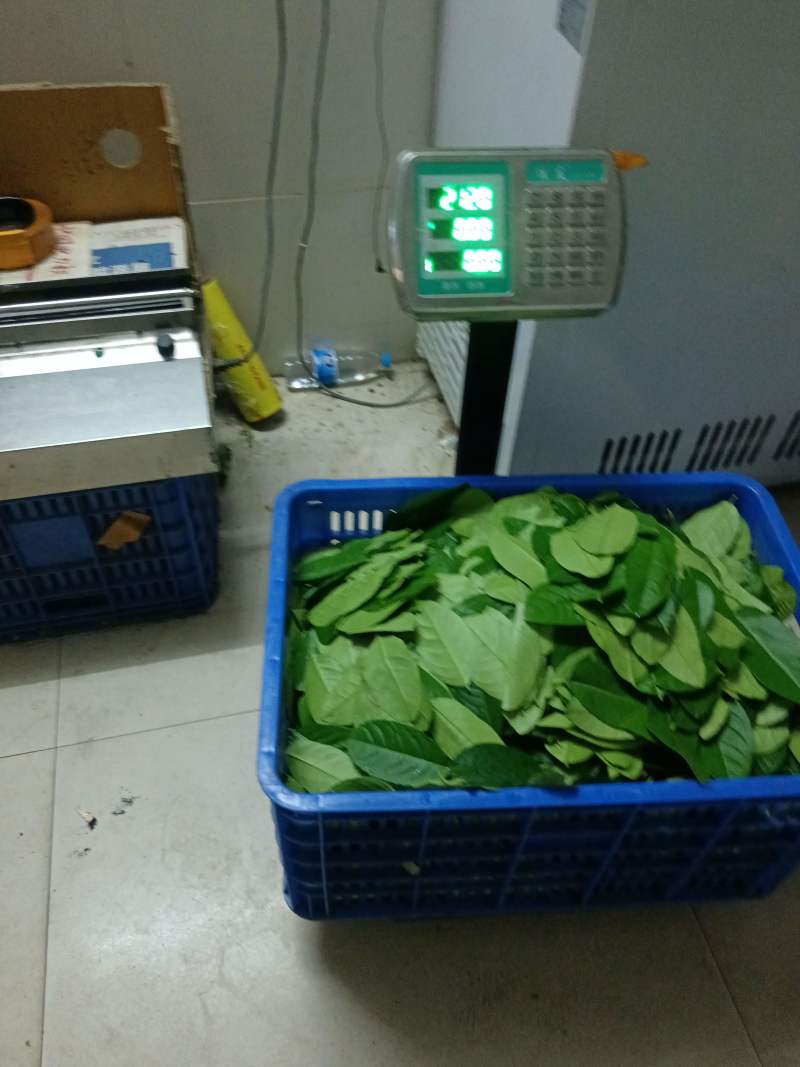 当天采摘广东香水柠檬新鲜叶子，鱼生，刺身，冬阴功汤料