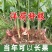 洋荷姜新鲜当季新鲜洋荷笋嫩芽新鲜阳荷姜现挖现发