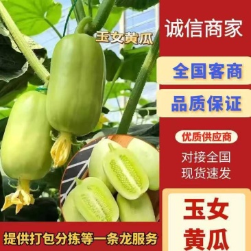 玉女小黄瓜、对接电商平台、支持一件代发、社区团购、网红