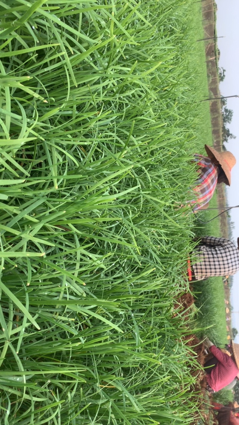 现挖韭菜精品苗