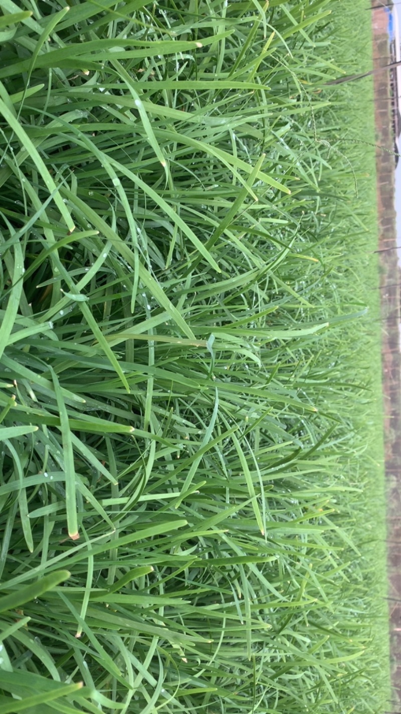 现挖韭菜精品苗