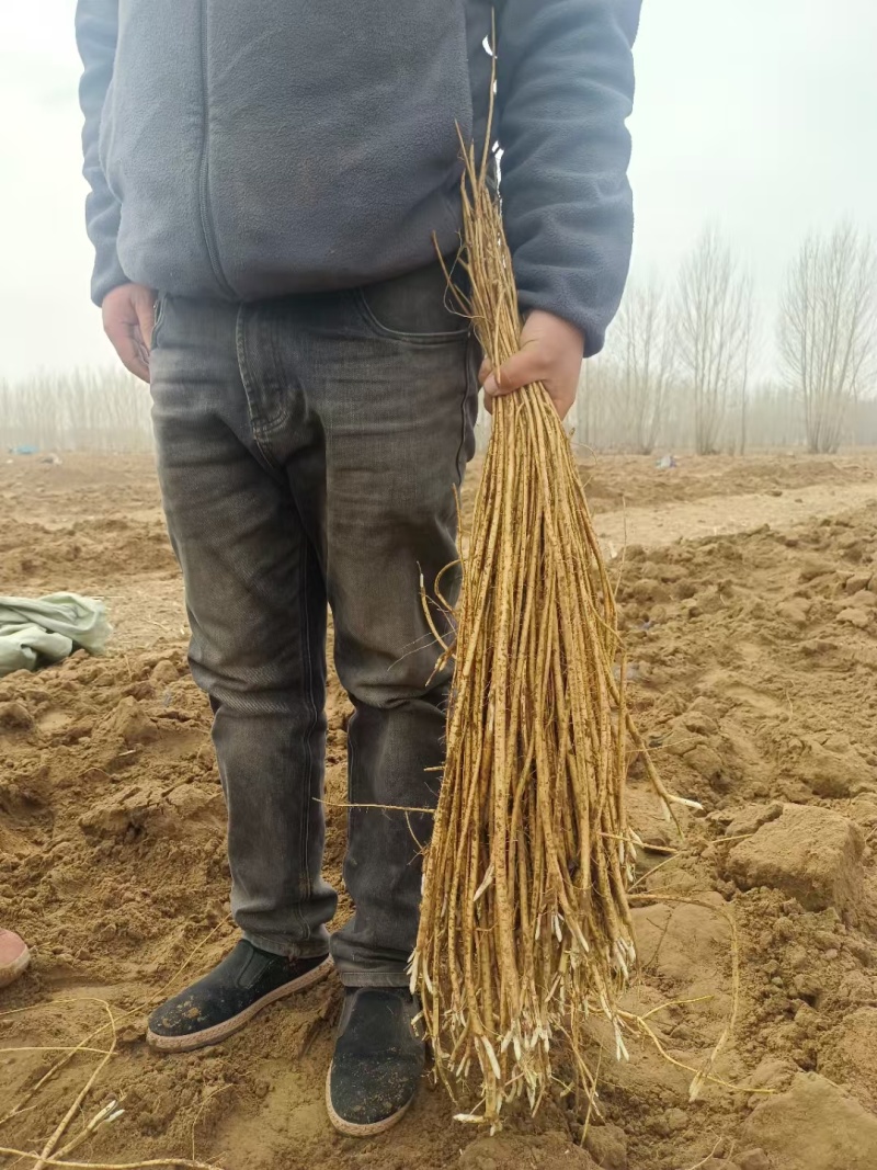 黄芪苗