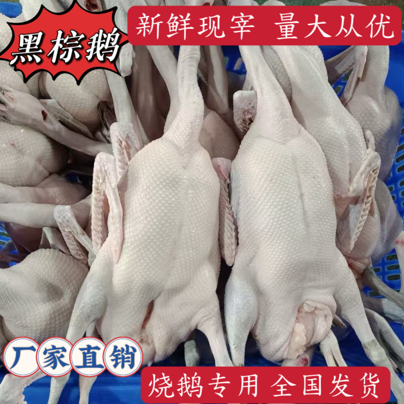 广东正宗清远黑棕鹅乌棕鹅草鹅