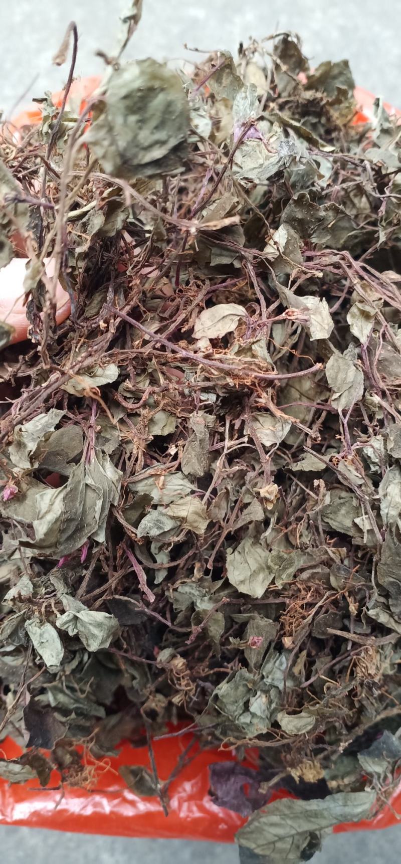 新货野生风柜斗草干楮头红鼓草风谷草中药批发量大忧惠