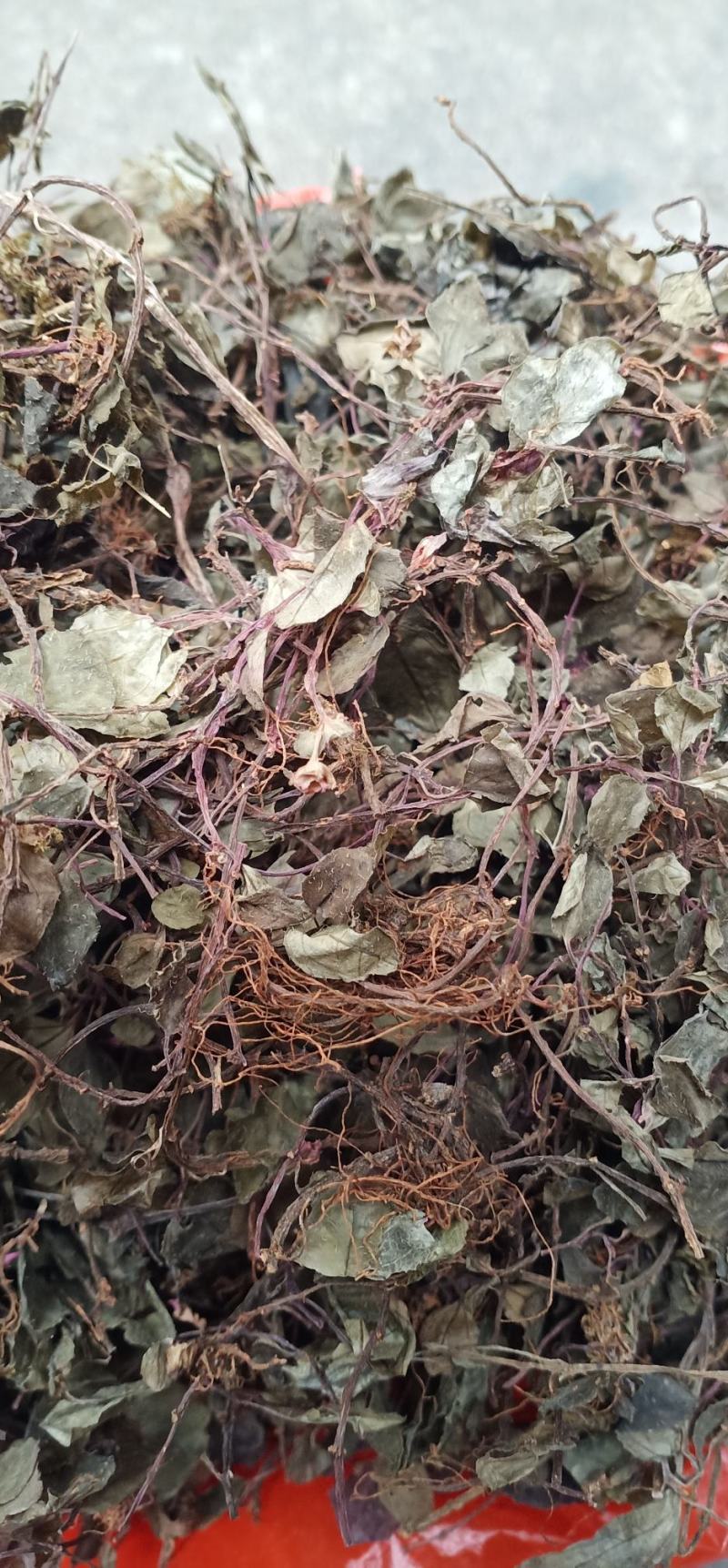 新货野生风柜斗草干楮头红鼓草风谷草中药批发量大忧惠