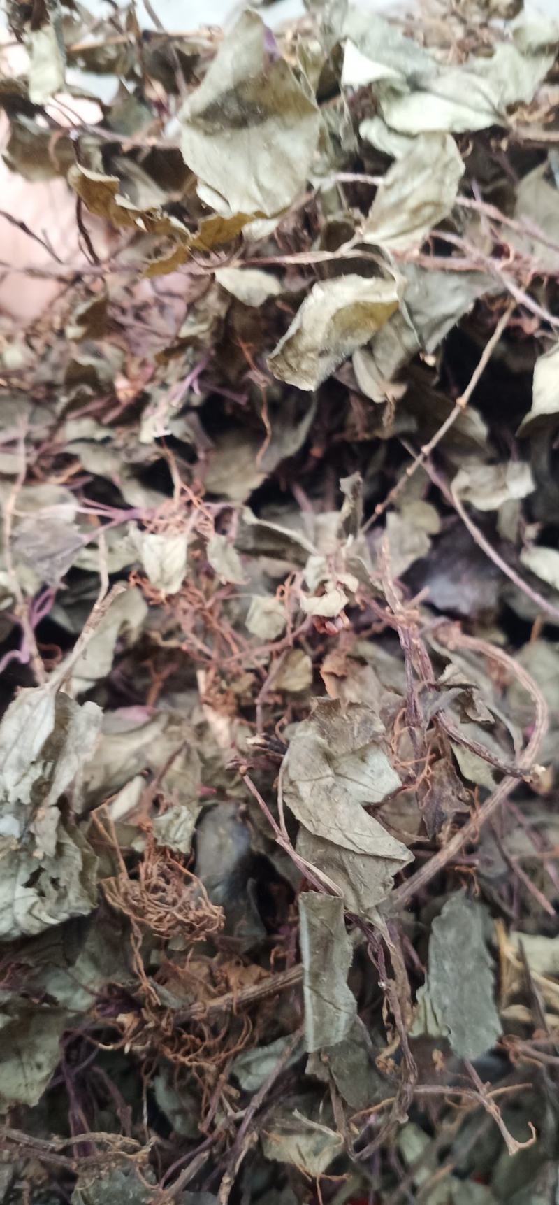 新货野生风柜斗草干楮头红鼓草风谷草中药批发量大忧惠