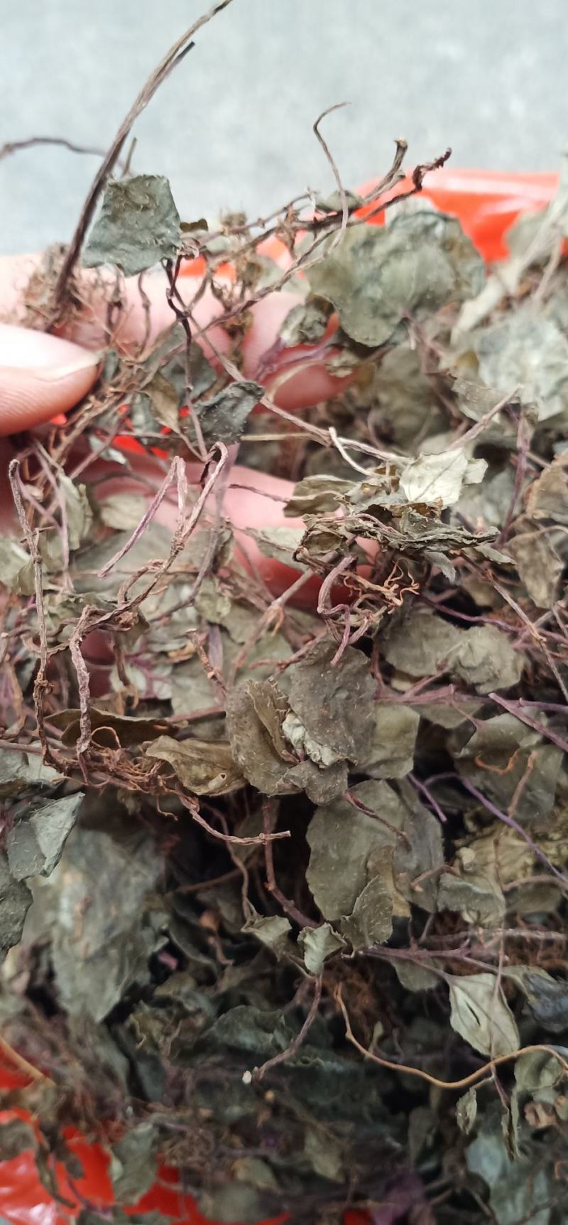 新货野生风柜斗草干楮头红鼓草风谷草中药批发量大忧惠