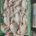 文昌鸡、湛江鸡、清远光鸡