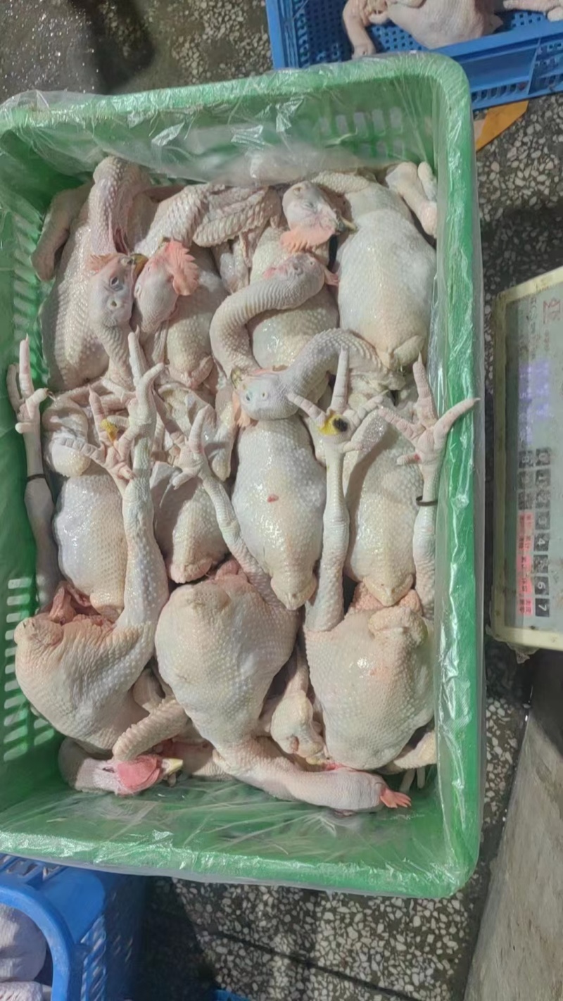 文昌鸡、湛江鸡、清远光鸡