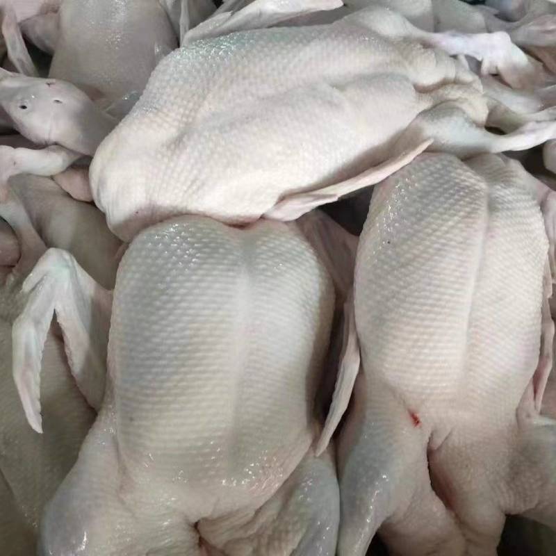 光鸭鲜鸭白条鸭