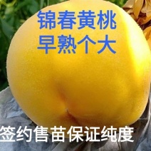 锦春黄桃树苗，早熟黄桃品种，口味浓甜，丰产