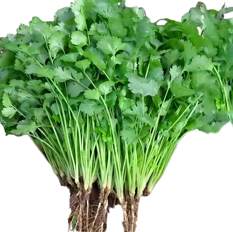精品香菜