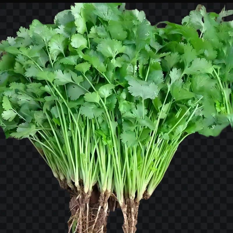 精品香菜