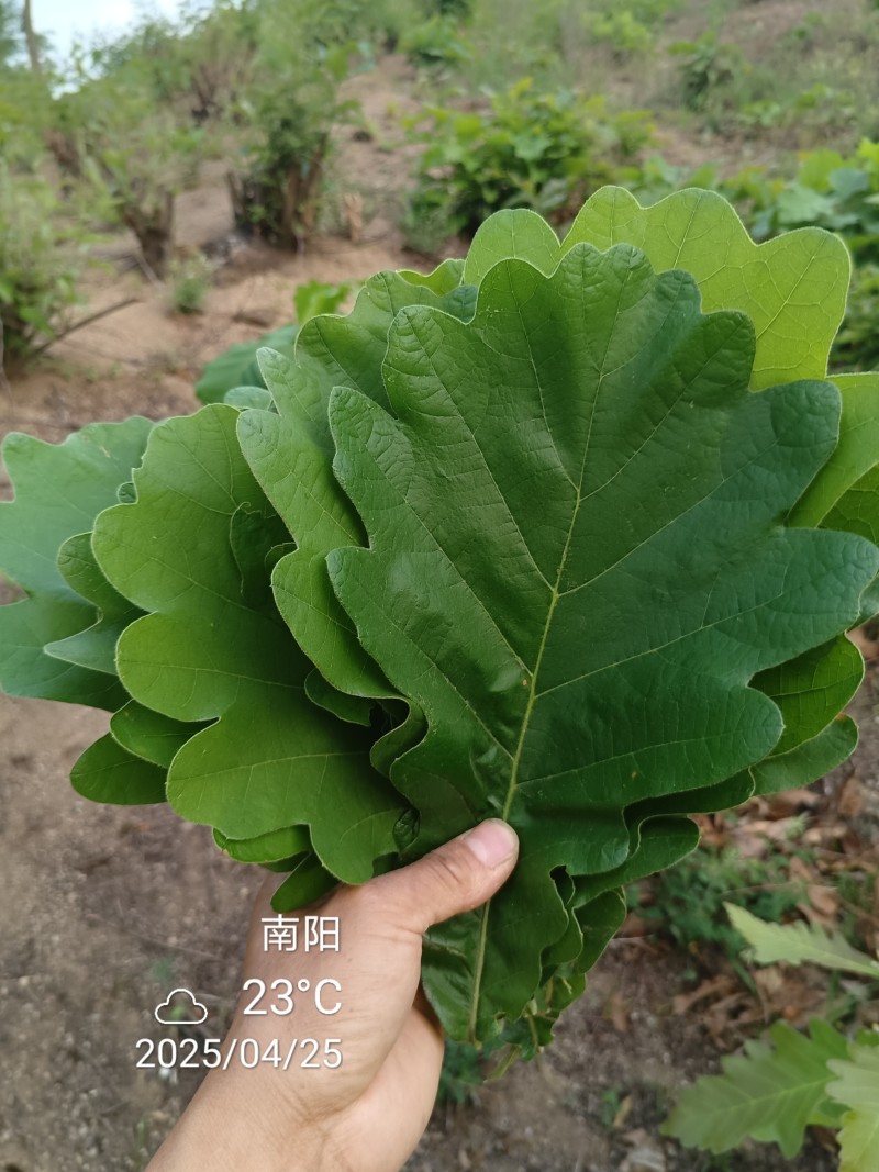 槲叶圆粽叶鲜叶干叶河南南召县产地直销代办装车量多价优