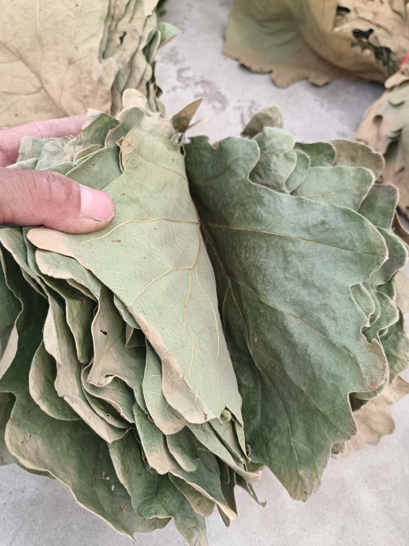 槲叶圆粽叶鲜叶干叶河南南召县产地直销代办装车量多价优