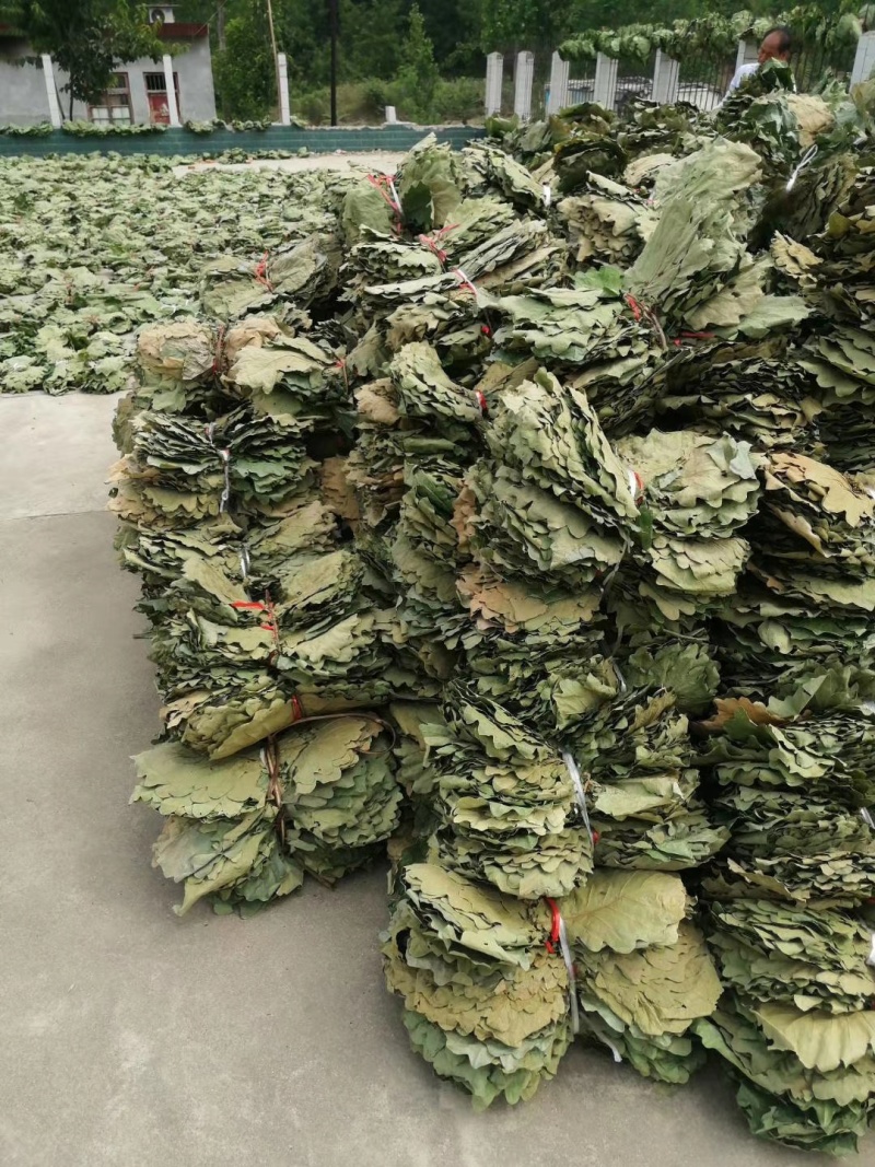 槲叶圆粽叶鲜叶干叶河南南召县产地直销代办装车量多价优