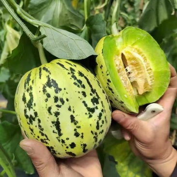精品山东莘县花蕾甜瓜暖棚头茬吊瓜自然八里飘香软糯香甜