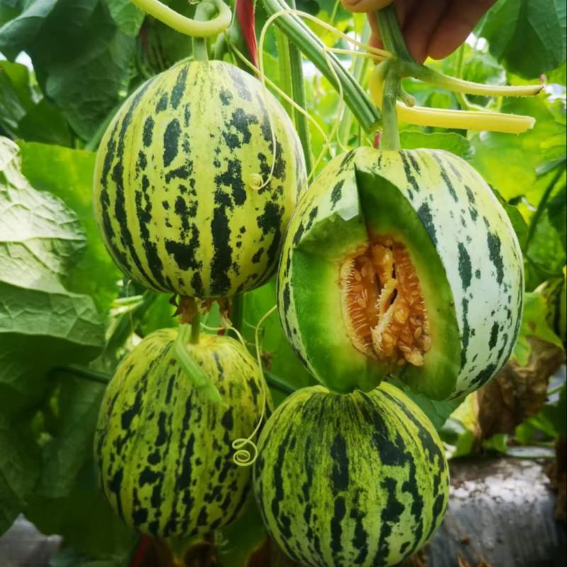 【实力推荐】花蕾甜瓜，花美人甜瓜，山东甜瓜一手货源