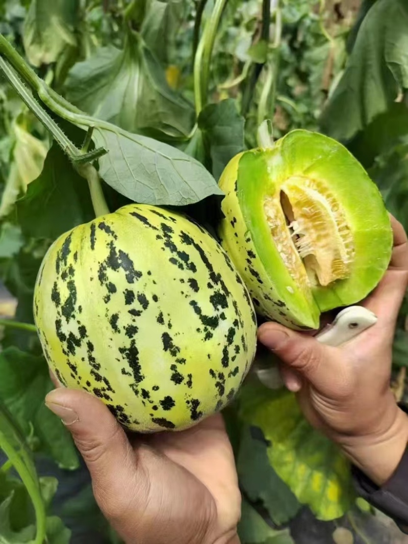 【实力推荐】花蕾甜瓜，花美人甜瓜，山东甜瓜一手货源