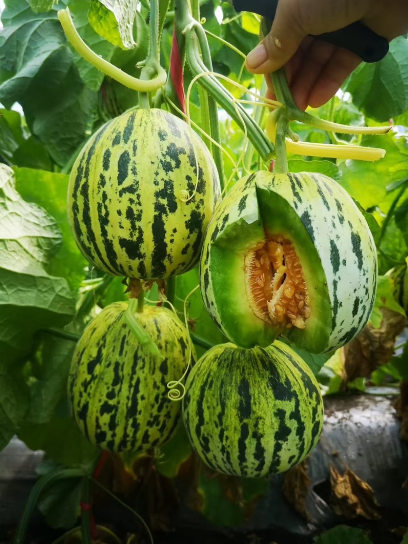 【实力推荐】花蕾甜瓜，花美人甜瓜，山东甜瓜一手货源