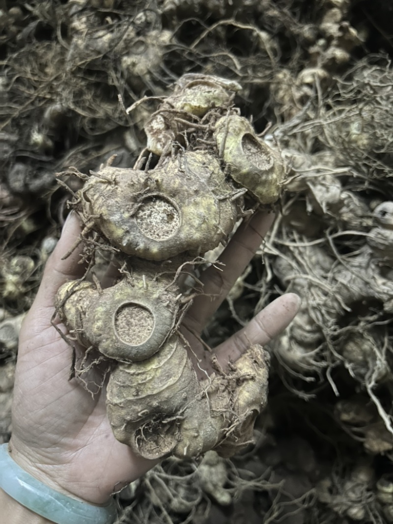 黄精野生黄精姜型多花大块茎深山老黄精一手货源直供
