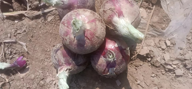 丰县紫皮洋葱大量上市，基地直供，代发市场，商超代储存