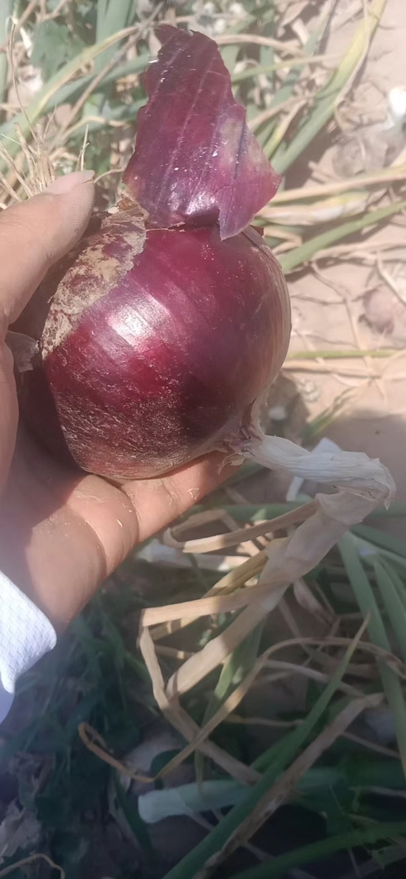 丰县紫皮洋葱大量上市，基地直供，代发市场，商超代储存