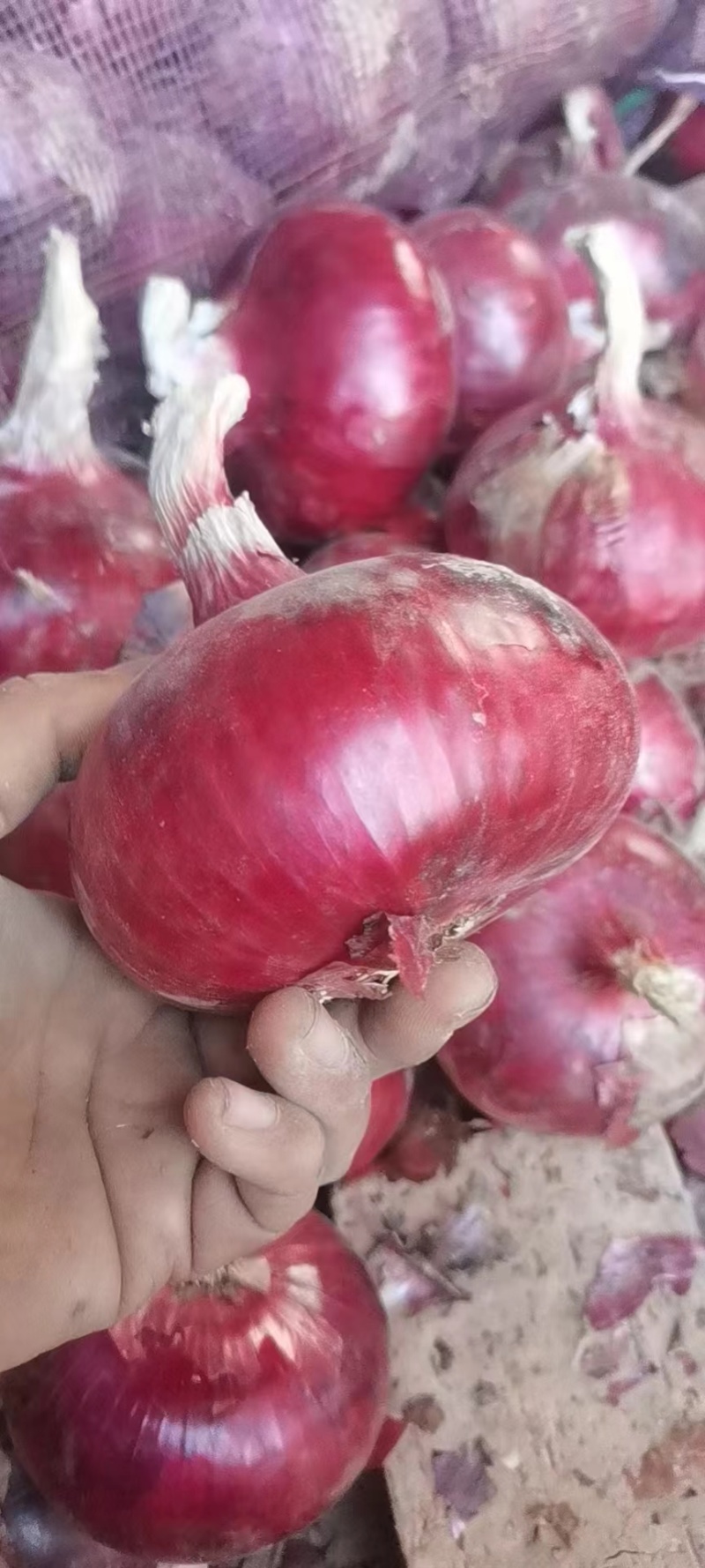 丰县紫皮洋葱大量上市，基地直供，代发市场，商超代储存