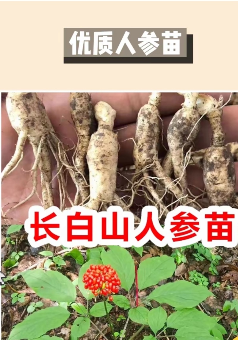 人参种苗长白山基地直供品质保证全国发货