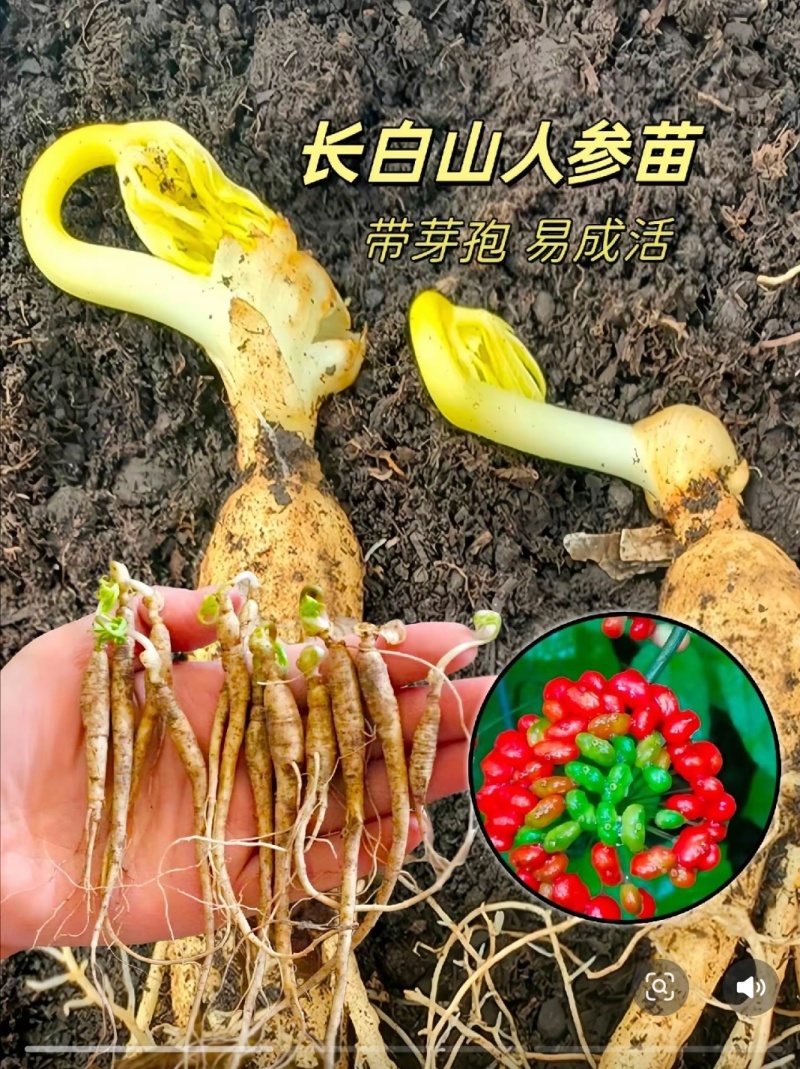 人参种苗长白山基地直供品质保证全国发货