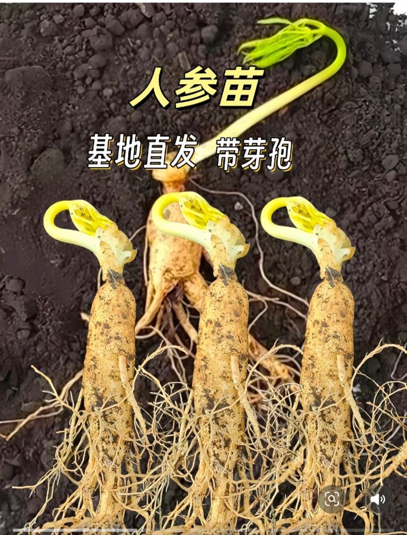 人参种苗长白山基地直供品质保证全国发货