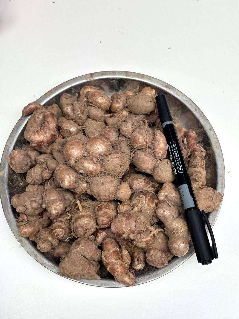 云南野生沙姜，三奈子，野生药食同源中草药（略带芽头）