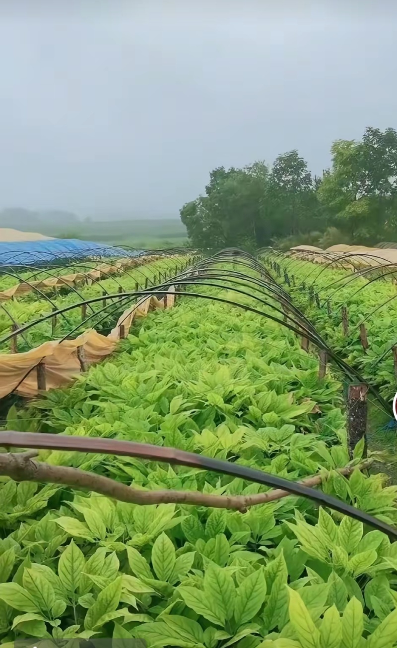 人参种苗长白山基地直供品质保证全国发货