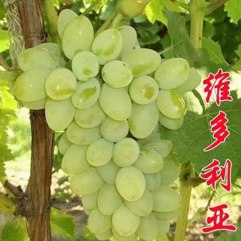 维多利亚青提葡萄产地直发，品质保证，价格便宜，可视频看货
