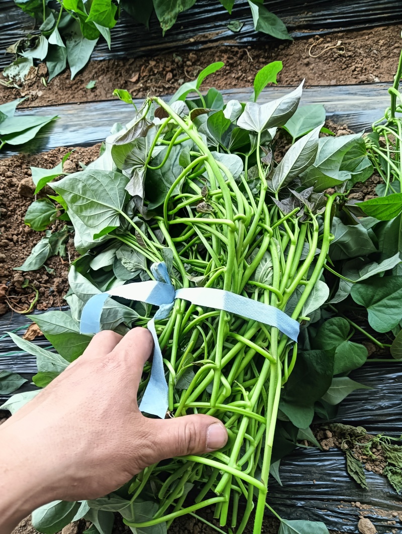 各系脱毒种苗