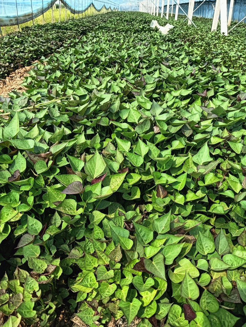 各系脱毒种苗
