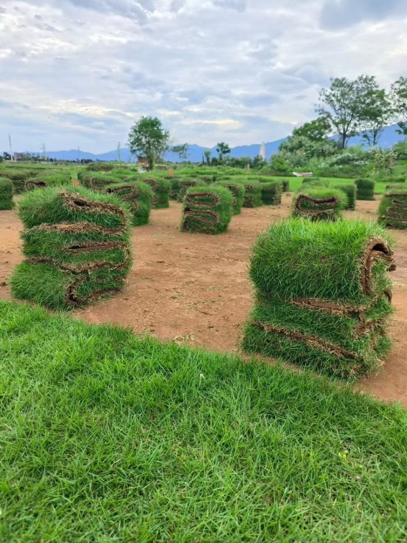 马尼拉草坪马尼拉草皮大量供应产地直发一手货源代发全国