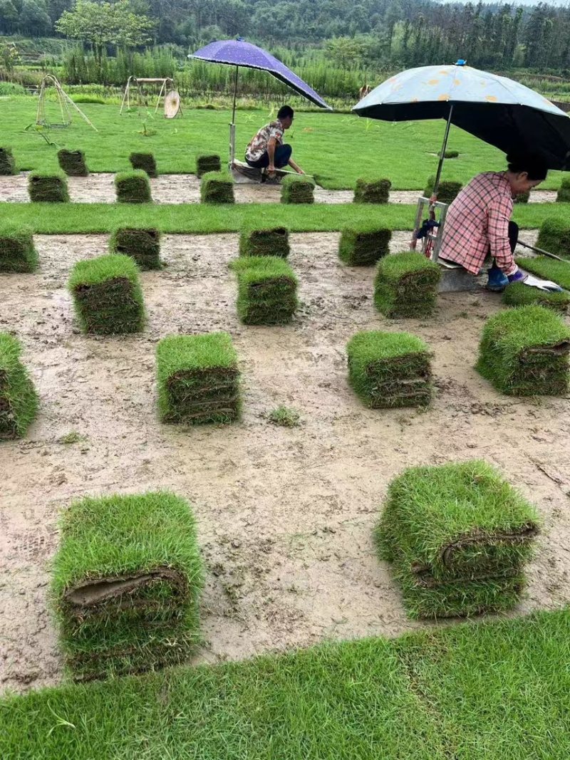马尼拉草坪马尼拉草皮大量供应产地直发一手货源代发全国